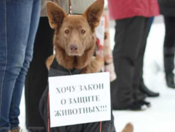 Петиция в поддержку закона о животных собрала 200000 подписей