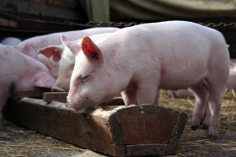 Вспышку африканской чумы свиней зарегистрировали в Ростовской области
