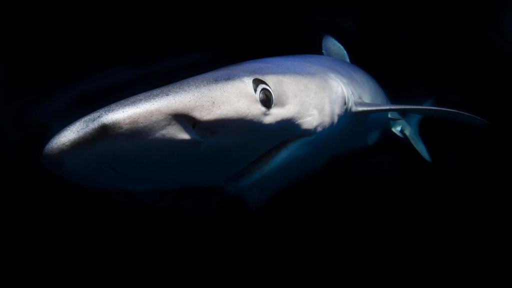 У берегов Португалии словили доисторическую акулу
