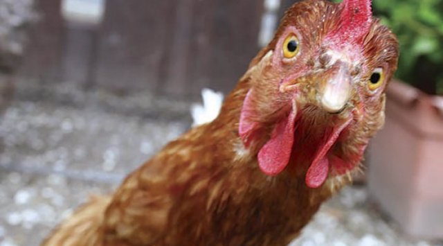 В Приморье не пустили мясо курицы, напичканное антибиотиками
