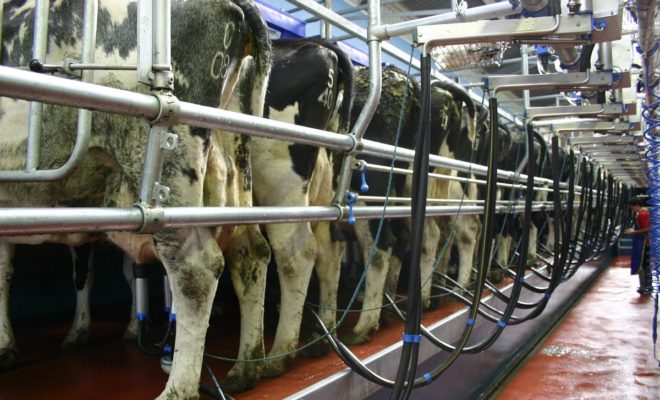 Калужские коровы с каждым годом дают все больше молока