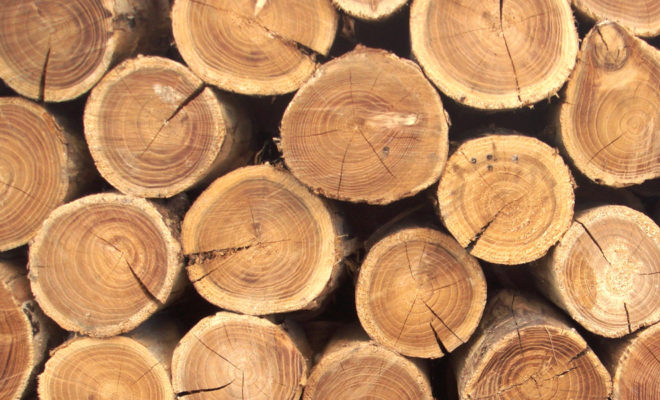 Похитителям 21 кубометра древесины грозит до 5 лет лишения свободы