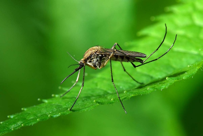 Роспотребнадзор о комарах-переносчиках на Канарах