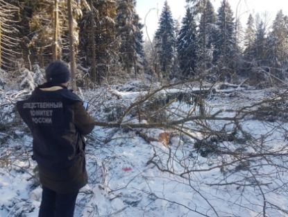 В Боровском районе под упавшим деревом погиб 57-летний мужчина