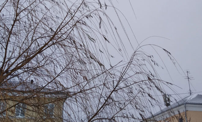 МЧС предупредило об усилении ветра в Калужской области